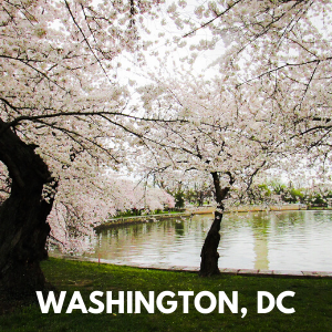 Washington DC District of Columbia Cherry Blossoms Spring in DC travel tara-stewart.com